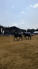 Horses, sheep, and festival food at a Romanian outdoor event