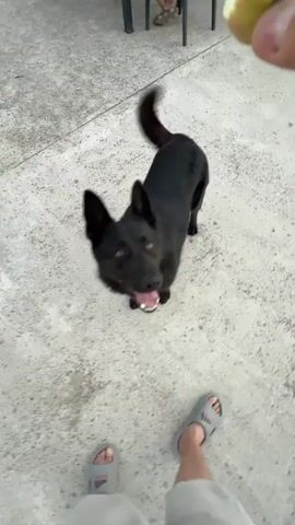 A black German Shepherd is standing on a concrete patio, looking up at the camera. The dog is panting with its tongue out, appearing happy and expectant. In the foreground, a person's feet wearing gray flip-flops are visible. In the background, there are dark-colored chairs and a table, suggesting an outdoor seating area. A person is seated at the table in the background. The setting appears to be a backyard or patio area, possibly in a residential or restaurant setting. The lighting suggests it is daytime, with no harsh shadows indicating a bright sun. The concrete surface is worn, suggesting it's an established outdoor space. The overall mood is cheerful and inviting, focused on the dog's interaction with the camera.