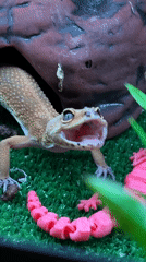 Evening domestic scenes documented in Khimki including pet gecko