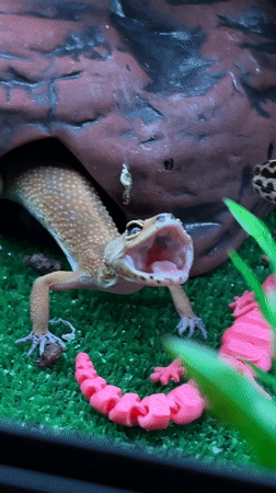 Evening domestic scenes documented in Khimki including pet gecko