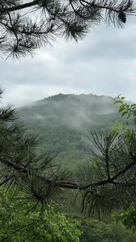 The video features a static, eye-level shot of a verdant, mist-shrouded mountain range under a cloudy sky. In the foreground, out-of-focus dark green pine branches, with visible water droplets on the needles, frame the view. The middle ground showcases the mountain's steep, forested slopes, which are predominantly green. Swirls of white mist and low-hanging clouds partially obscure the upper portions of the mountain, creating a serene and somewhat ethereal atmosphere. The overall lighting is soft and diffused, characteristic of an overcast day.