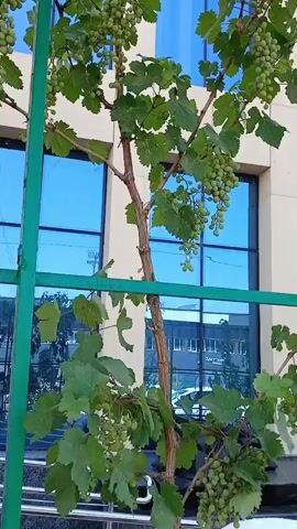 A grape vine with clusters of green grapes is growing on a metal trellis in front of a modern building with large blue windows. The vine is full of green leaves and appears to be healthy. The video is filmed from a low angle, looking up at the vine and the building.