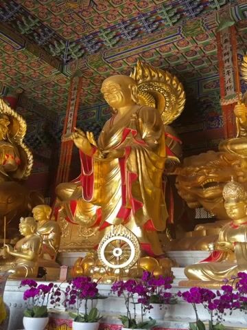 The video shows a pan across a Buddhist temple altar. The altar is adorned with several large golden Buddha statues. In the foreground, there are small potted orchids with vibrant purple flowers. The central and largest statue is a standing Buddha with a serene expression, draped in red and gold robes. To the right and slightly behind this statue sits another golden Buddha, also in elaborate robes, atop a golden lion. In front of these, a smaller seated golden Buddha is visible, with a crowned head and hands in a meditative pose. The ceiling of the temple is richly decorated with intricate patterns and colorful paintings. The overall impression is one of opulence and reverence.