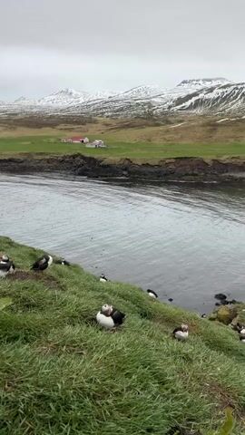 The video captures a serene natural scene in Bakkagerði, Iceland. The foreground features a vibrant green, grassy slope that descends towards a calm body of water, likely a fjord or bay. Several Atlantic Puffins (Fratercula arctica) are scattered across this slope, some resting and one in the center stretching its distinctive black and white wings, revealing its bright orange webbed feet. More puffins are visible in the water and on the far bank.

In the mid-ground, beyond the water, there are more green fields and a cluster of buildings, including a farmstead with prominent red roofs. The background is dominated by majestic snow-capped mountains under an overcast sky, suggesting cool, possibly cloudy weather. The overall impression is one of untouched natural beauty, showcasing the unique wildlife and rugged landscape of Iceland. No text is visible in the video.