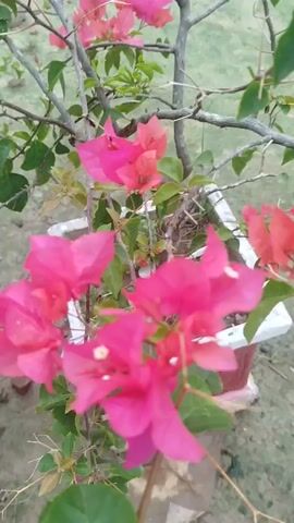 This is a close-up video of pink bougainvillea flowers with green leaves. The flowers are vibrant and in focus, while the background is blurred. The video shows multiple blooms on thin stems. The lighting appears to be natural daylight. The overall impression is of a lush, blooming plant in an outdoor setting.