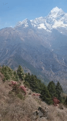 Spring rhododendron blooms attract hikers in Khumjung, Nepal