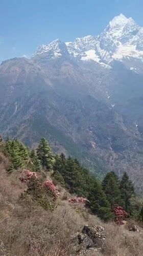 Spring rhododendron blooms attract hikers in Khumjung, Nepal