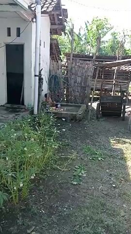 A child is sitting in a shallow water basin in an outdoor area next to a white building. The child is playing with items in the water, which appear to be containers and food. There is a hose connected to a pipe on the side of the building, with the other end of the hose in the water basin. Various structures made of wood and bamboo are visible in the background, as is a wooden cart with wheels. Lush green plants are growing in the foreground.