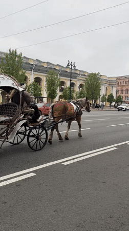 Horse-drawn carriage spotted on Saint Petersburg street