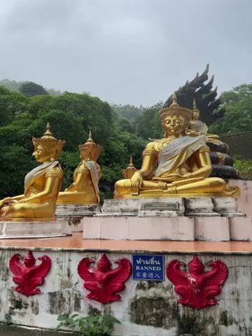 The video shows a wide shot of four golden statues of Buddha seated on a white pedestal. The statue on the far right is larger than the other three and has a multi-headed serpent-like figure forming a canopy above its head. The other three statues are similar in size and are facing the left. The statues are adorned with white sashes draped over their left shoulders. The pedestal beneath the statues has a row of red mythical bird-like creatures, possibly Garuda, carved into it. A blue sign with white lettering is visible in the middle, displaying "ห้ามขึ้น" (Thai for "Do not climb"), "BANNED," and "不准进入" (Chinese for "No entry"). The background features lush green trees and a cloudy sky. The ground in the foreground is wet, suggesting recent rain. The camera remains static throughout the video.