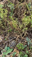 Wild turtle spotted in Montenegro undergrowth