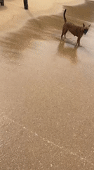 Brown dog enjoys early morning beach time in Galle