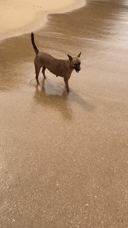 Brown dog enjoys early morning beach time in Galle