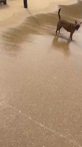 Brown dog enjoys early morning beach time in Galle
