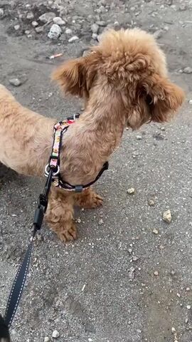 This media file captures a small, light brown dog, likely a toy poodle or a similar breed, on a leash. The dog is wearing a colorful harness with a pattern of what appears to be cartoon food items like pizza, hot dogs, and burgers. The dog is standing on a rough, gravelly surface, possibly a dirt path or road, with scattered small stones and some debris. In the background, more rocks and a hint of what could be dry vegetation are visible. The lighting suggests it could be daytime, with no strong shadows indicating midday sun, and the overall atmosphere seems neutral, possibly overcast. The dog's fur is fluffy, particularly around its head, giving it a somewhat stylized appearance. The dog's expression and posture are alert and curious, and it briefly turns its head to look directly at the camera. The scene appears to be outdoors, in a somewhat unkempt or natural environment. No visible text is present in the media file. The location context is Mais'ke, Ukraine.