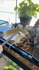 Snake feeding documented in Cape Coral terrarium