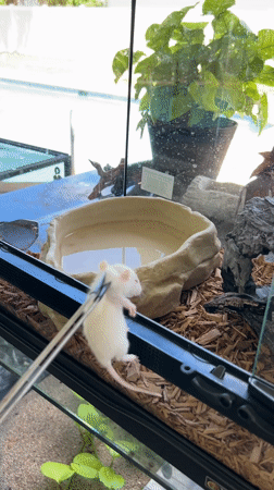 Snake feeding documented in Cape Coral terrarium