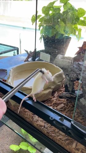 Snake feeding documented in Cape Coral terrarium