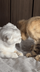Two cats rest together in Khimki home