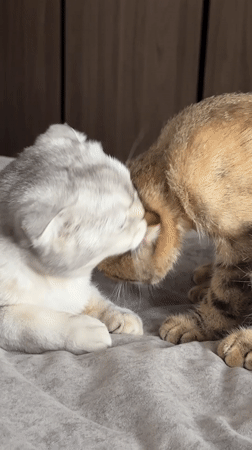Two cats rest together in Khimki home