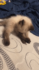 Siamese kitten grooming and resting on a patterned bed