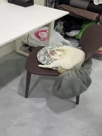 A white cat with tan highlights is sleeping in a curled position on a gray and white animal print cushion, lying on top of a brown plastic chair. The cat’s face is obscured by its paw. A gray blanket is draped over the back of the chair. The chair is situated near a white table and various items are visible in the background, including a white shopping bag, a green bag, and multiple containers. The floor is gray.