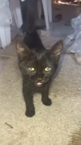 A black kitten with yellow eyes walks on a tan rug. The kitten is looking down at the rug. In the background, there is a white table and plastic bags.