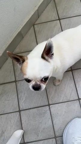 A white dog with brown markings on its ears and face is standing on a tiled floor. The dog is looking down and to the left, then slowly turns its head to look up at the camera. The dog's tongue is slightly sticking out in the first few seconds of the video. A white shoe is visible in the bottom right corner of the frame. The floor tiles are grey and square with darker grout lines. A light-colored wall or railing is visible on the left side of the frame.