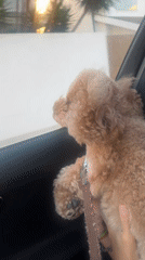 Poodle peers out a car window in Vila Nova de Gaia