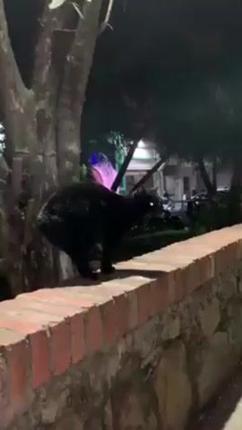 A black cat is standing on a brick wall. The cat turns its head and its eyes reflect the light, glowing a bright yellow-green. The camera then pans to the left across an open, grassy area. In the distance, there is a street with cars. Then, a brown and white dog appears in the frame. It is standing in the grass.