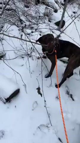 A brown and black brindle dog is on a leash in a snowy area. The dog is gnawing on a thin, bare branch. The leash is orange. The ground is covered in snow and there are more bare branches and fallen leaves visible. A stone wall is visible in the background.