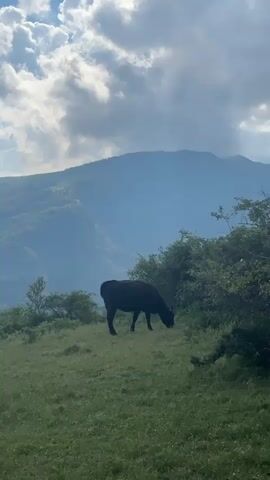 The media file depicts a serene natural landscape in Kalofer, Bulgaria. The scene is dominated by lush green rolling hills, transitioning into a majestic mountain range in the background. The mountains are covered in a dense forest of deciduous trees, their slopes shrouded in a soft, hazy blue light, suggesting a considerable distance. The sky above is a dynamic canvas of dramatic, white cumulus clouds against a bright blue backdrop. Sunlight filters through, creating a diffused, almost ethereal illumination.

In the foreground, two black cows are grazing peacefully on the grassy hillside. One cow is captured in profile, its head down as it munches on the grass. The other cow stands slightly further away, also appearing to be grazing. The overall atmosphere is one of tranquility and natural beauty, evoking a sense of peaceful pastoral life. The time of day appears to be late morning or early afternoon, given the brightness of the sky and the quality of light. The weather seems pleasant, with the dramatic cloud formations suggesting a partly cloudy day, possibly after or before a period of rain, adding to the visual drama of the scene. There is no visible text in the media file.