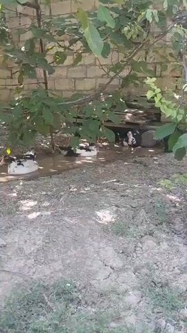 The video shows a farmyard scene with several ducks and chickens. In the foreground, several ducks are gathered in a muddy puddle, some resting and others standing. Behind them, chickens are visible near a brick wall and some wooden structures. The environment appears to be outdoors, with trees and foliage casting shadows on the ground. The camera pans slightly, offering glimpses of different areas of the farmyard, including a fenced enclosure with more chickens and what looks like a covered shelter. The scene is bathed in natural sunlight, indicating it was filmed during the day.