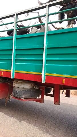 The video shows a green and red truck packed with people on top and inside. The truck is traveling on a paved road with trees on the side. A man in a red cap and beige shirt stands beside the road, watching the truck. A silver car is parked nearby. The truck has writing on the back, including "STOP" and what looks like a person's name.