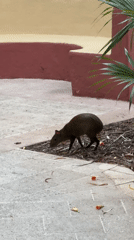 Agouti spotted foraging among debris in Playa del Carmen