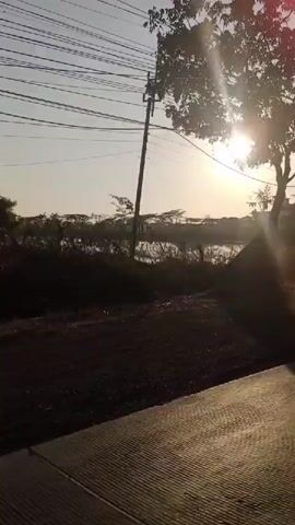 A first-person perspective video captures a ride on a motorcycle at sunset. The sun is low in the sky, casting a bright glare and long shadows. Power lines crisscross the upper part of the frame, and silhouetted trees are visible. A body of water with vegetation lines the roadside in the background, with some structures and more trees beyond that. The motorcycle is moving, and the rider's hands are visible on the handlebars. In front, other motorcycles with riders wearing helmets are also visible, one in a yellow shirt and another in dark clothing. The video is shot in a vertical orientation.
