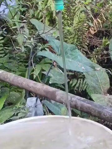 Water flows from a faucet into a bucket. The faucet is green at the top and silver for the rest of its visible length. The bucket is white and appears to be full of water. The background is filled with lush green foliage, including large-leafed plants and ferns, suggesting an outdoor setting. A brown, horizontal log or branch is positioned in the middle ground, behind the bucket and faucet.