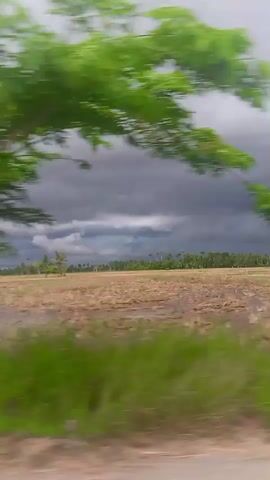 The video shows a view from a moving vehicle, capturing a rural landscape. The foreground consists of a field with dry grass and some green vegetation along the roadside.  In the distance, a line of trees, including palm trees, can be seen under a sky filled with dark, ominous storm clouds. The sky is overcast, suggesting an approaching storm. The camera's movement creates a blurred effect on the nearby trees and vegetation.