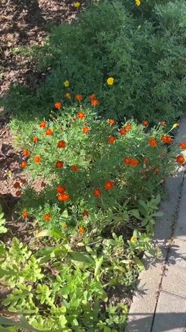 A handheld camera pans across a flower bed filled with marigolds. The marigolds are a mix of orange and yellow, with the orange ones being more prominent. The flowers are planted in clusters, and some appear to be more fully bloomed than others. The background consists of dense green foliage and a sidewalk made of gray pavers. The lighting suggests it is a sunny day, with shadows cast by unseen trees or structures. The overall impression is that of a well-maintained garden.
