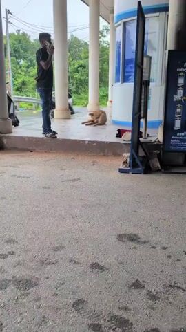 A brown dog is lying down on a tiled porch. A person wearing a black t-shirt and jeans stands to the left of the dog. In the background, there are white pillars, trees, and a building with blue accents. A motorcycle is visible in the distance. The ground is wet, suggesting it may have rained. A dark blue signpost is on the right side of the frame.