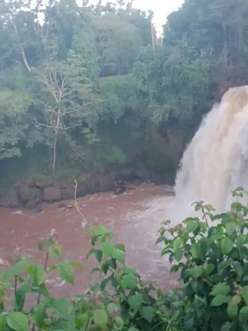 The video shows a waterfall flowing into a river. The water in the river is brown. The waterfall is surrounded by green trees and bushes. The video is slightly shaky.