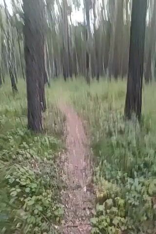 The video shows a first-person perspective of someone walking on a narrow dirt path through a forest. Tall, thin trees with dark bark and some with lighter, peeling bark line both sides of the path. The ground is covered in green grass and low-lying leafy plants. The path is a light brown, sandy color and appears well-worn. The movement of the camera suggests the person is walking at a moderate pace. The lighting is subdued, indicating it might be early morning, late evening, or an overcast day. The overall impression is one of a peaceful, natural environment.