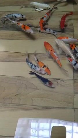 A school of koi fish swims in an aquarium. The fish are of various colors, including white, orange, black, and spotted patterns. The aquarium has a wooden-patterned background. Some fish are clustered together, while others swim individually. The camera is positioned above the aquarium, looking down at the fish. The lighting is bright, illuminating the fish and their surroundings. The water appears clear.