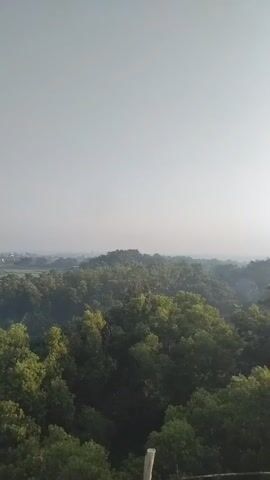This is a vertical, aerial video showing a landscape with a dense forest in the foreground and mid-ground. The sky is a pale gray, suggesting an overcast or hazy condition. The trees are a mix of dark and lighter green, indicating various species or lighting conditions. The forest extends to the horizon where it meets a slightly lighter haze. The overall impression is of a vast, undeveloped natural area.
