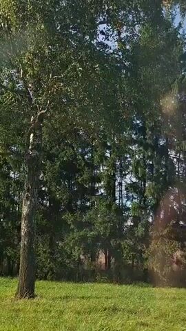 This is a very short video clip that appears to be shot from a moving vehicle. The camera is angled slightly upwards, capturing a view of a line of evergreen trees, likely spruce or fir, against a bright blue sky with a few wispy clouds. The trees are tall and dense, with lush green needles. In the foreground, there is a patch of green grass, suggesting an open field or meadow. The overall impression is of a natural, sunlit landscape. There are no people or animals visible in the frame. The video is extremely brief, lasting only a few seconds. There is a slight visual distortion, possibly due to the speed of movement or the camera quality, which manifests as faint horizontal lines or a slight blur, especially in the upper part of the frame. There is also a very faint white streak or cloud of smoke visible among the upper branches of the trees in the center of the frame, though its origin and nature are unclear.