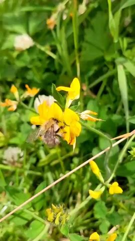 A bumblebee is shown collecting pollen from a bright yellow flower. The bee is positioned in the center of the flower, with its body angled downwards. Its wings are slightly blurred, indicating movement. The background is a soft blur of green foliage and other smaller yellow and white flowers, suggesting an outdoor, natural setting like a meadow or garden. The lighting appears to be natural sunlight, casting soft shadows and illuminating the scene. The focus is clearly on the bumblebee and the flower it is interacting with.