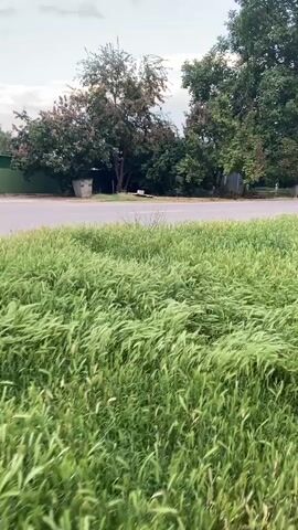 This is a video taken from the perspective of someone moving alongside a road, with a focus on a field of tall, green grass in the foreground. The grass appears to be swaying gently, suggesting a light breeze. Beyond the grass, a paved road runs horizontally across the frame. On the other side of the road, there is a line of trees and some low-lying bushes. In the background, a few structures are visible, including what appear to be houses with roofs and windows. A silver sedan is driving down the road from left to right. The sky is cloudy, suggesting it might be overcast or late in the day. The overall mood of the video is peaceful and serene, evoking a sense of nature and rural life. The presence of the road and the car indicates that this is likely a semi-rural or suburban area. The time of day is not definitively clear, but the lighting suggests it is either morning or late afternoon. There is no visible text in the video.