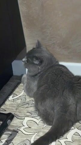 A grey cat is lying on a rug in front of a wall. The cat's eyes glow orange. The cat turns its head to look at the camera.