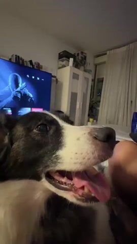 The video captures a close-up of a dog's face, with its mouth open in what appears to be a yawn or pant. The dog is black and white, with dark fur around its eyes and ears, and white fur on its chest and muzzle. Its tongue is visible, a bright pink. The dog's eyes are partially closed. In the background, a television screen displays a dark image with a person's face, possibly from a movie or show. The room appears to be a living room, with shelves filled with books and decorative items visible behind the television. A white cabinet and curtains are also visible. The lighting is dim, suggesting it is nighttime or the room is generally dimly lit. There is a person's arm and hand visible on the right side of the frame, touching the dog.