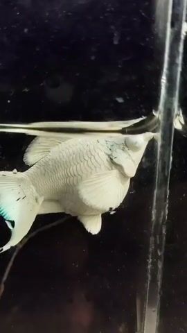 A white fish with a translucent tail swims in a tank. The fish is facing the right side of the frame at the beginning of the video and then turns to face the camera. The fish is mostly white, but has some pale blue on its tail. The tank is dark and appears to have some debris at the bottom. There is a clear vertical object on the right side of the frame, possibly a filter or a divider.